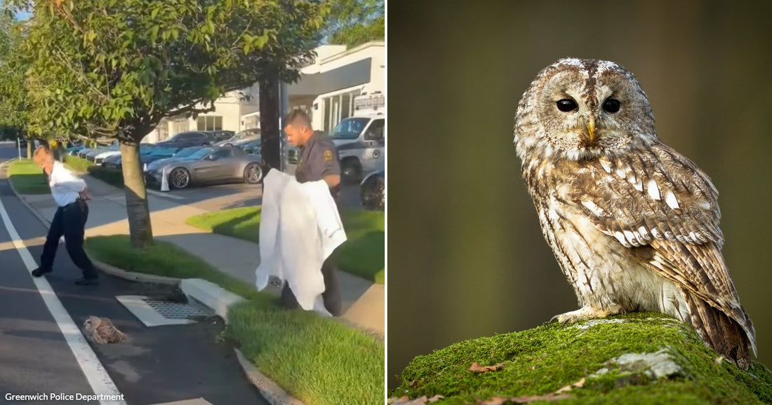 On the left, two people attempt to wrangle an owl on a parking lot road; on the right, a tawny owl perches on a moss-covered rock in a forest.