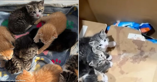 On the left, a litter of seven playful kittens of various colors cuddles together on a paw-print blanket; on the right, two gray tabby kittens huddle inside a cardboard box.