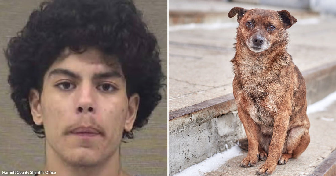 On the left, a young man with curly dark hair looks forward against a plain background; on the right, a small brown dog sits on concrete steps outdoors.