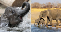 On the left, a baby elephant splashes playfully in water with its trunk raised; on the right, an adult elephant and calf walk along a dry savanna waterhole.