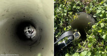 On the left, a small dog peers up from inside a concrete drainage pipe; on the right, a camera or flashlight device rests beside an overgrown pipe opening in dense.