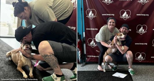 On the left, two people crouch to affectionately greet a bulldog on the floor at a shelter; on the right, the same couple poses proudly holding a brown dog before.