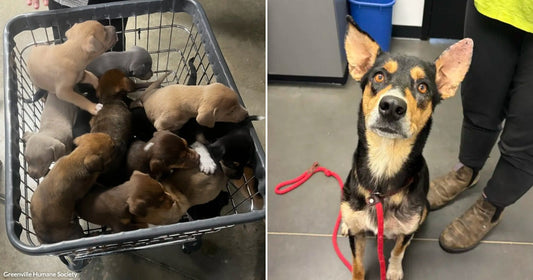 On the left, a basket of mixed-breed puppies of various colors piled together indoors; on the right, a black-and-tan shepherd mix dog sits on a leash indoors.