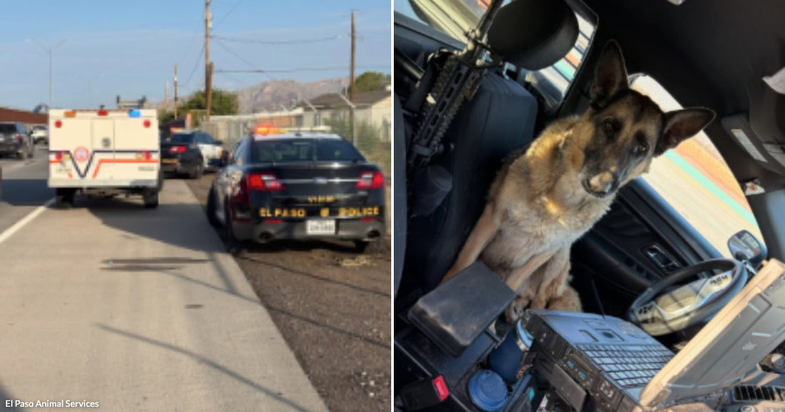 On the left, an El Paso police car and ambulance are parked on a roadside; on the right, a German Shepherd sits in a police vehicle's driver seat.