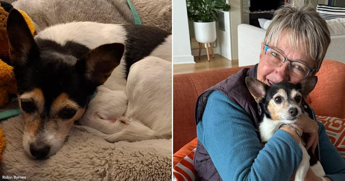 Senior Dog Somehow Survives Five Days Hidden Where Nobody Can Reach Her