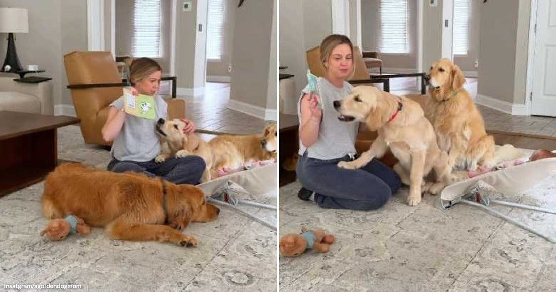 Side-by-side images show a woman reading on the floor while three golden retrievers gather closely around her.