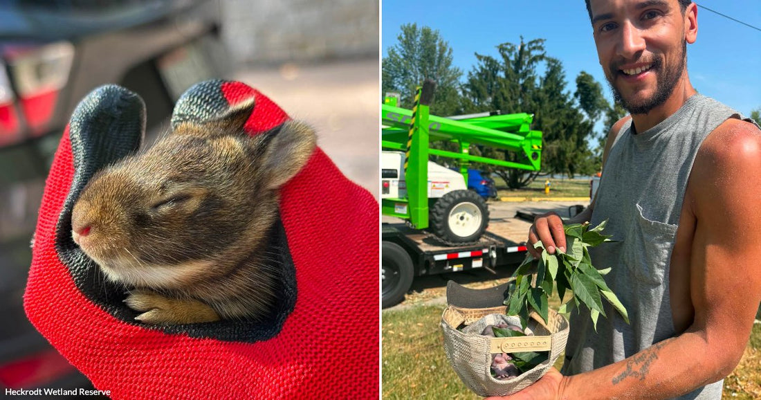 On the left, a tiny baby rabbit rests in a red work glove; on the right, a smiling young man holds a hard hat containing newborn animals nestled in leaves.