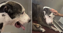 On the left, a brindle and white dog wearing a medical collar looks alert with mouth open; on the right, the same dog lies down while a tattooed hand gently.