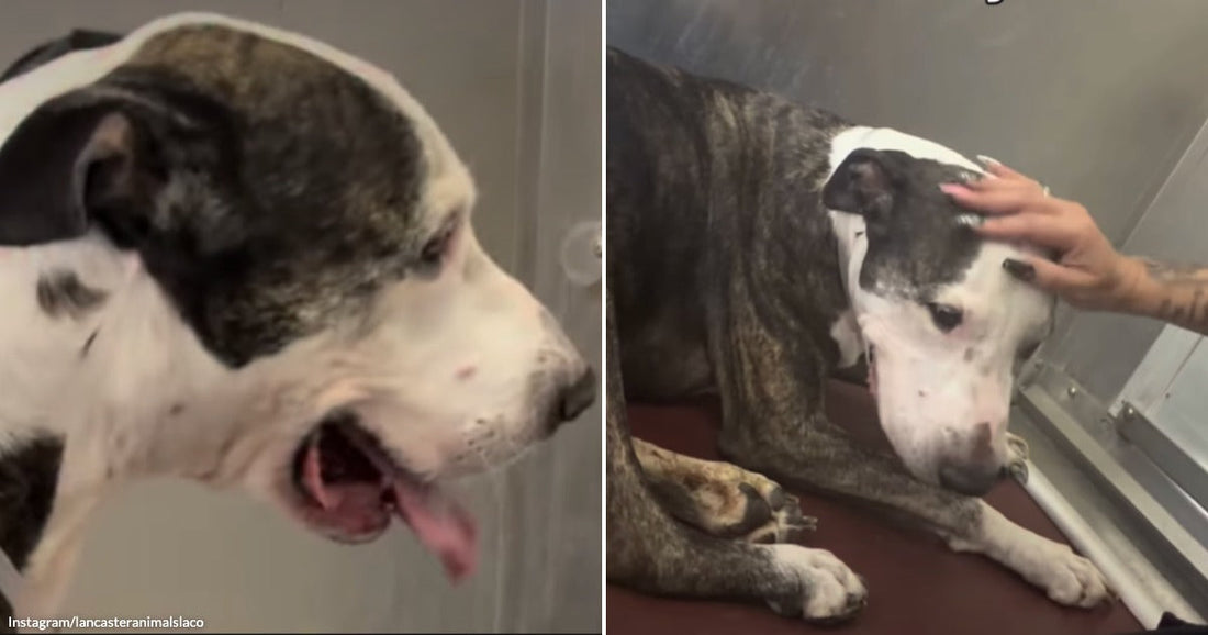 On the left, a brindle and white dog wearing a medical collar looks alert with mouth open; on the right, the same dog lies down while a tattooed hand gently.