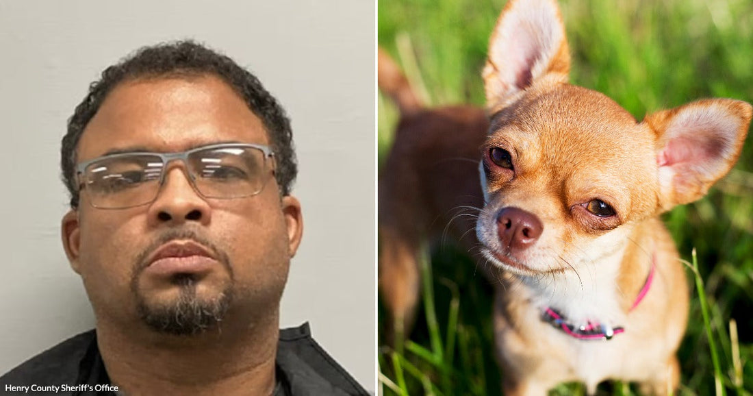 On the left, a man wearing clear-framed glasses poses against a gray background; on the right, a small tan Chihuahua with a pink collar stands in green grass.