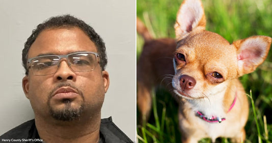 On the left, a man wearing clear-framed glasses poses against a gray background; on the right, a small tan Chihuahua with a pink collar stands in green grass.