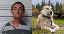 On the left, a man in striped jail clothing stands against a height-marked wall; on the right, a wet dog rests on grass outdoors.