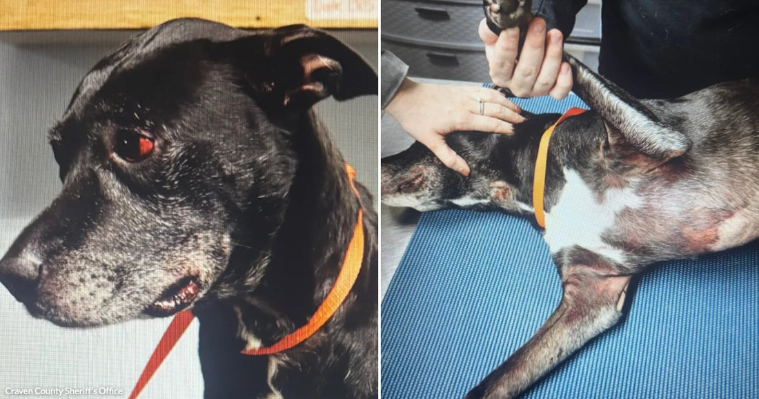 On the left, a senior black dog with a graying muzzle wears an orange collar; on the right, the same dog lies on a blue mat, being gently held by.
