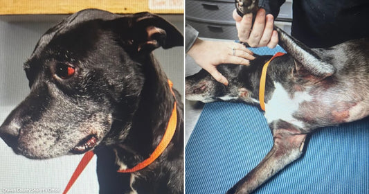 On the left, a senior black dog with a graying muzzle wears an orange collar; on the right, the same dog lies on a blue mat, being gently held by.