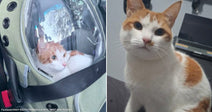 On the left, an orange-and-white cat sits inside a bubble backpack carrier in a car; on the right, the same cat sits upright on a surface indoors.