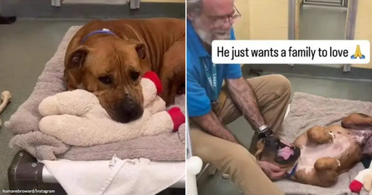 On the left, a brown dog rests sadly on a shelter kennel mat clutching a stuffed toy; on the right, the same dog rolls over joyfully for belly rubs from.