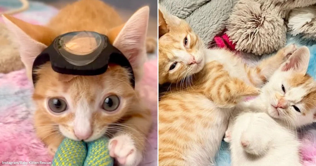 On the left, an orange tabby kitten wearing tiny goggles cuddles a toy on colorful bedding; on the right, two orange-and-white cats snuggle together on a plaid blanket.