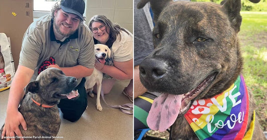 On the left, a bearded man and a woman with glasses kneel indoors with two dogs; on the right, a brindle dog wearing a rainbow "Love is Love" bandana sits.