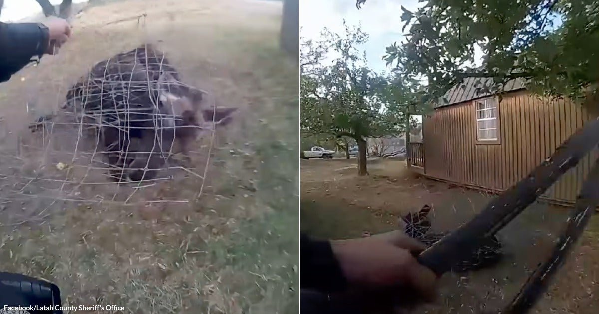 Deputy Risks a Close Encounter With a Frightened Moose to Give Him His ...