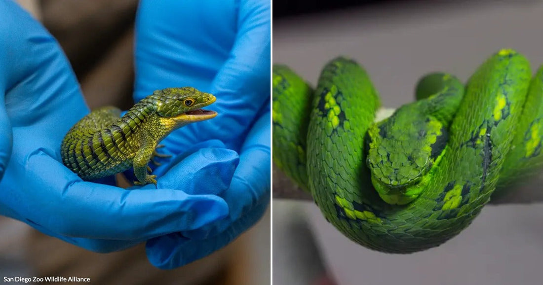 On the left, gloved hands cradle a small green lizard with its mouth open; on the right, a green snake coils around a pale branch.