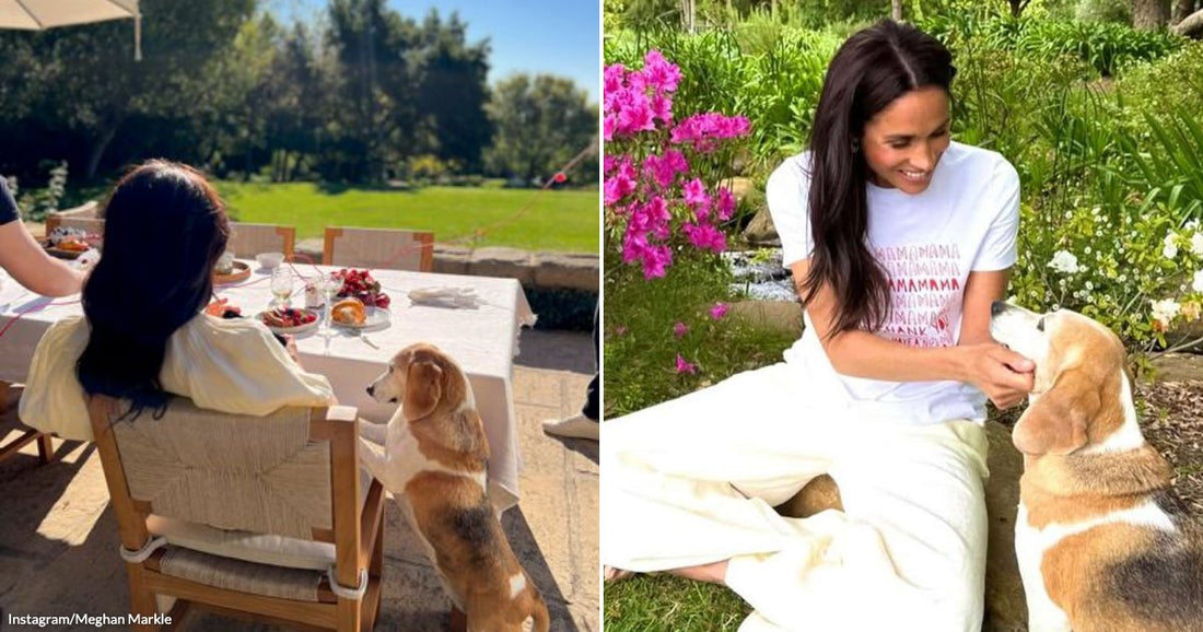 On the left, a dark-haired woman dines outdoors while a beagle stands at her chair; on the right, a smiling woman pets the same beagle in a garden.