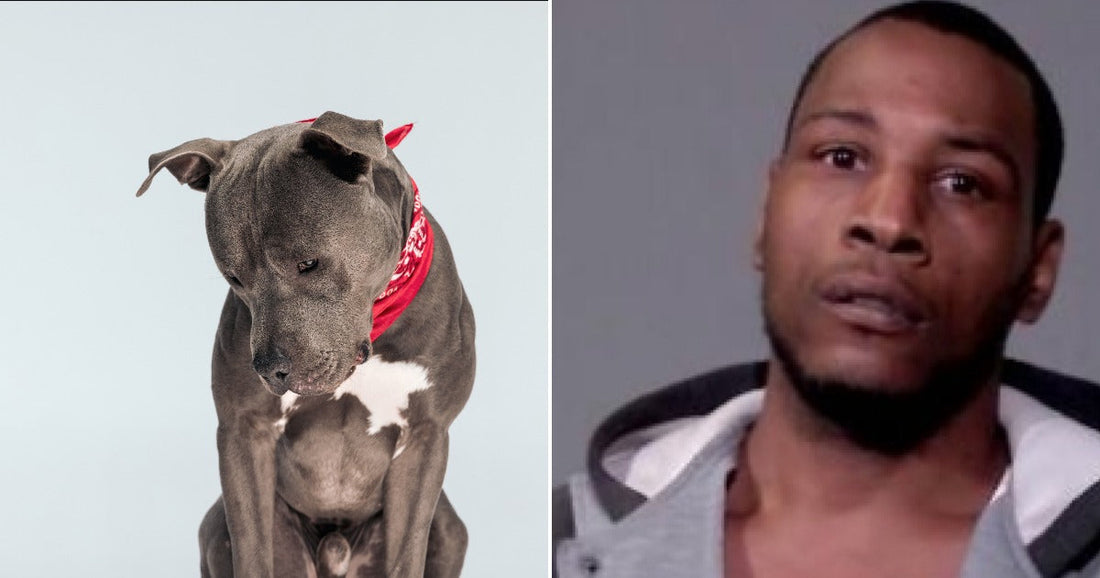 Left: a gray pit bull dog wearing a red bandana, sitting against a light background. Right: A mugshot photo of a man in a grey sweatshirt.