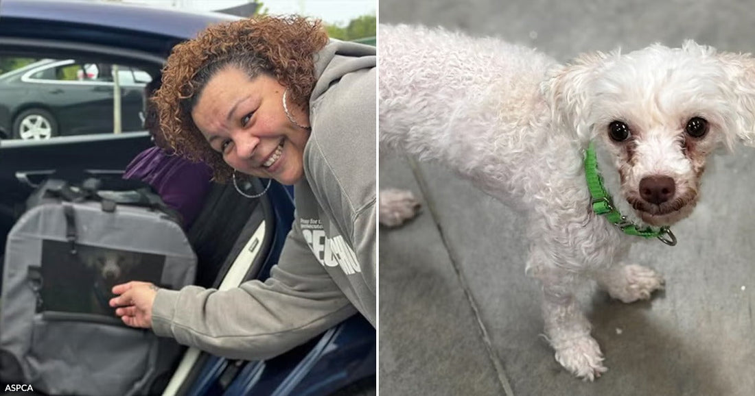 On the left, a curly-haired woman smiles while loading luggage into a car trunk; on the right, a small white poodle wearing a green collar stands on a concrete floor.