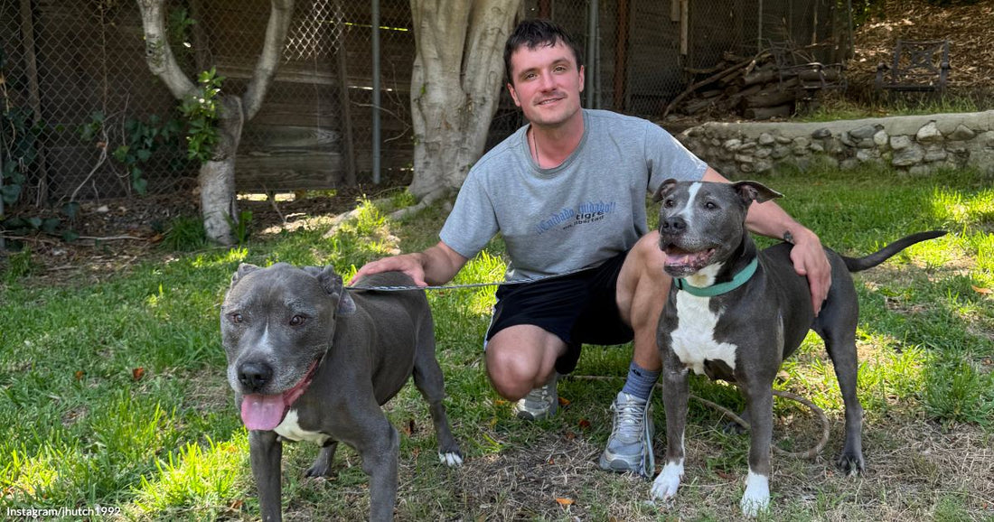 A smiling man crouches in a grassy backyard with two gray-and-white pit bull dogs, one on each side of him.
