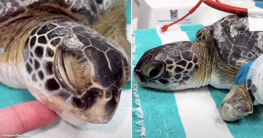 On the left, a close-up of a green sea turtle being gently held by a human hand on a striped towel; on the right, the same turtle receiving medical care.
