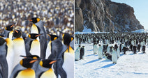 On the left, a dense colony of king penguins crowds together; on the right, emperor penguins gather on a snowy Antarctic landscape beside rocky cliffs.