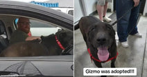 On the left, a smiling man with glasses cuddles a large dark dog wearing a red collar inside a car; on the right, Gizmo the dark dog stands happily, leash.