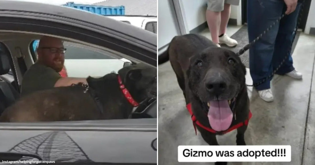 On the left, a smiling man with glasses cuddles a large dark dog wearing a red collar inside a car; on the right, Gizmo the dark dog stands happily, leash.