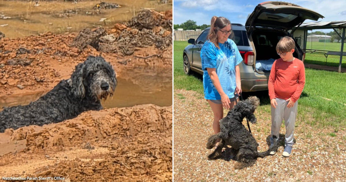 On the left, a mud-covered black doodle dog rests in a muddy pond surrounded by red clay; on the right, a woman and young boy greet the same dog outdoors.