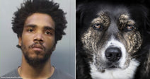 On the left, a young man with curly hair and a beard poses against a plain background; on the right, a black and brown dog gazes directly at the camera.