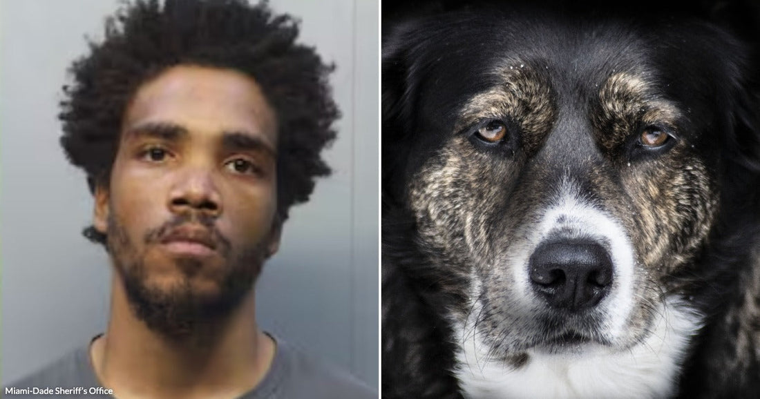 On the left, a young man with curly hair and a beard poses against a plain background; on the right, a black and brown dog gazes directly at the camera.