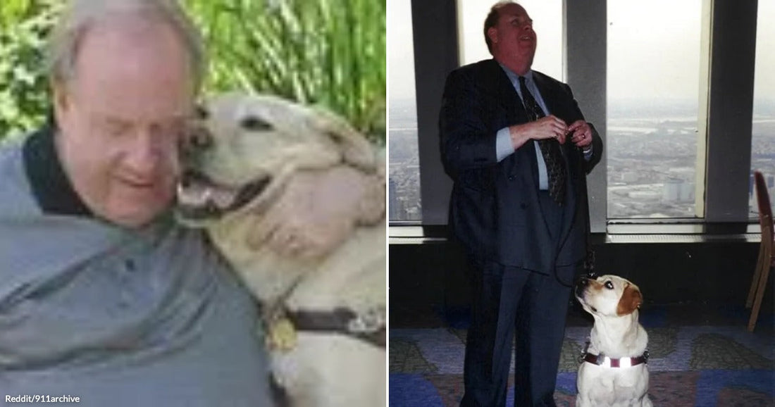On the left, a heavyset man nuzzles a yellow Labrador outdoors; on the right, the same man in a suit stands with the leashed dog inside a high-rise building.