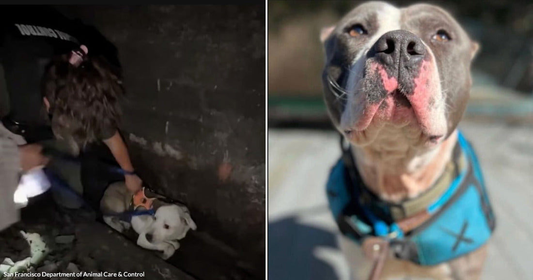 On the left, a curly-haired woman rescues a white puppy in a dark tunnel; on the right, a gray-and-white pit bull wearing a blue vest looks upward outdoors.