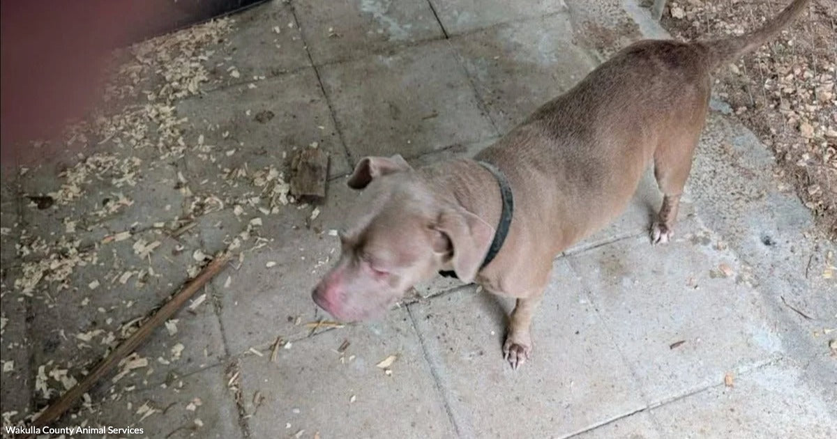 Missing Bulldog Reunites With Family Three Years After Vanishing Without a Trace