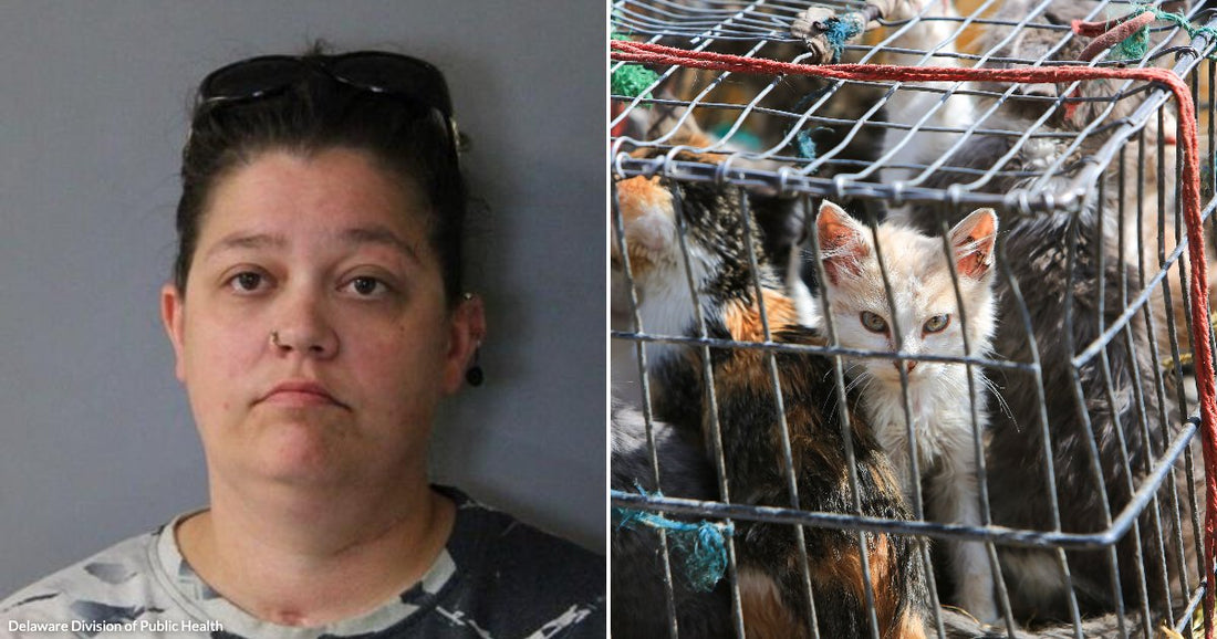On the left, a woman with dark hair and sunglasses on her head poses against a gray background; on the right, kittens are crowded inside a wire cage.
