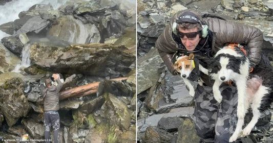 Split image: man reaching toward a dog among rocks beside a waterfall, and rescuer carrying two dogs to safety across rugged terrain.