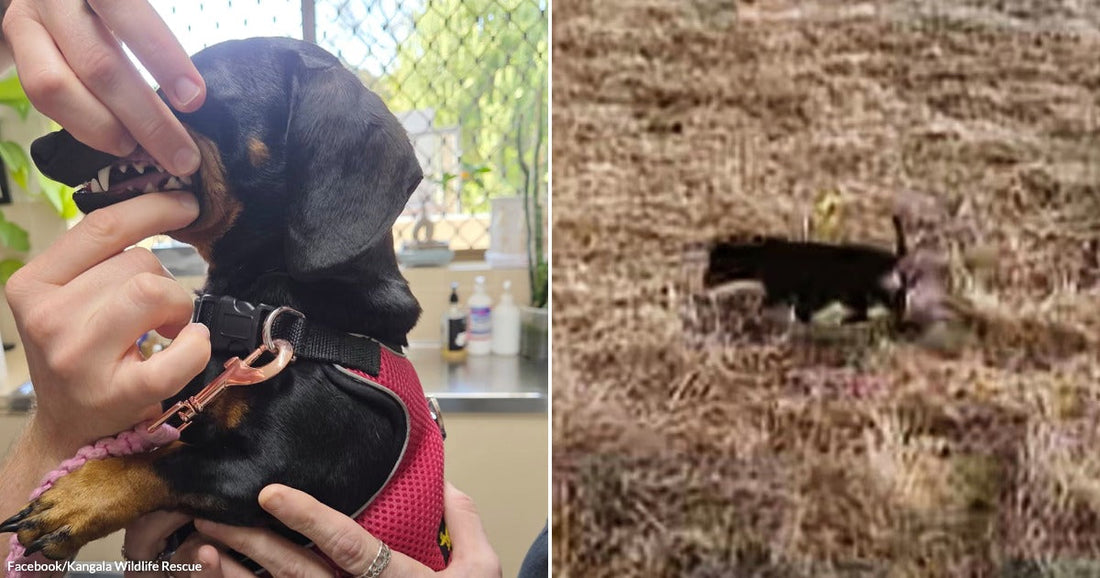 On the left, a small black and tan dog in a pink harness has its mouth opened by tattooed hands at a vet clinic; on the right, the same dog.