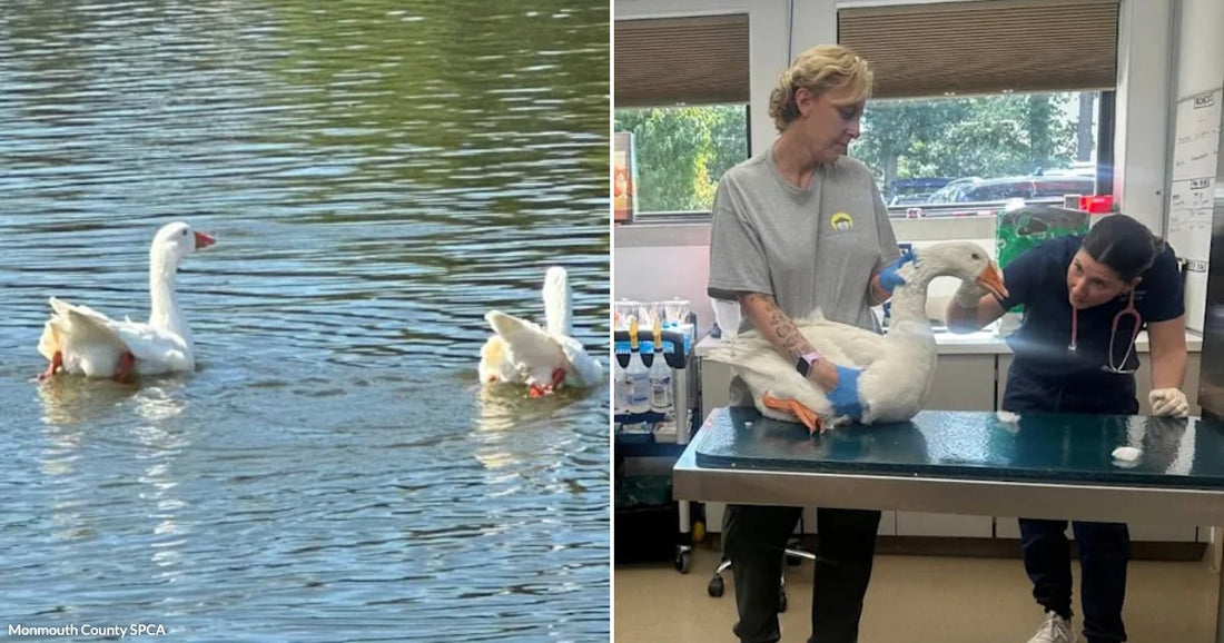 On the left, two white geese swim on a pond near a bridge; on the right, people examine a white goose on a veterinary table.