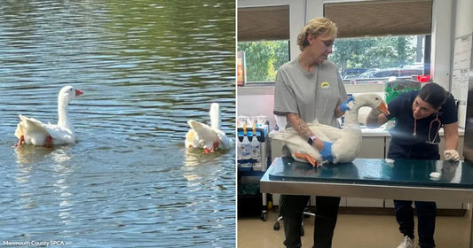 On the left, two white geese swim on a pond near a bridge; on the right, people examine a white goose on a veterinary table.