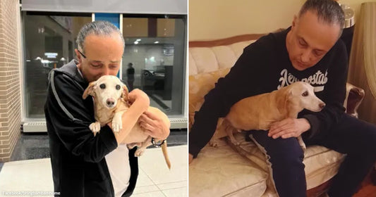 On the left, a person cradles a small tan dog outside a building; on the right, the same person sits on a couch gently petting the dog.