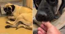 On the left, a large English Mastiff lies on a kennel floor beside a metal gate; on the right, the same Mastiff gently licks a human hand.