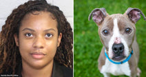 On the left, a young woman with long braided hair poses against a gray wall; on the right, a pit bull puppy with a blue collar sits on grass.