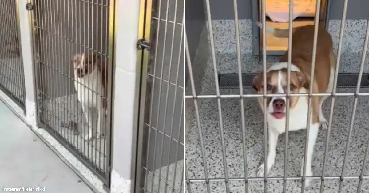 Shelter Dog's Joyful "Final Walk" Leads to Life-Saving Adoption