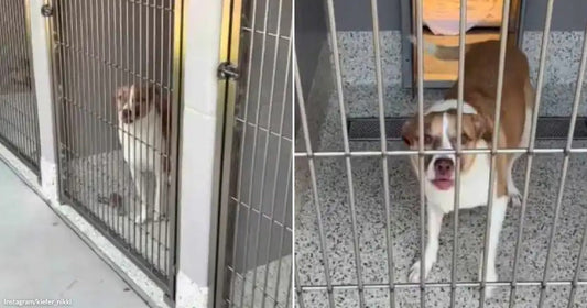 On the left, a small brown and white dog sits quietly inside a shelter kennel behind metal bars; on the right, a larger brown and white dog stands alert in.