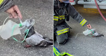 On the left, a firefighter kneels on pavement administering oxygen via a small mask to a pigeon; on the right, the same Oakland firefighter crouches beside a fire truck doing.