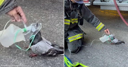 On the left, a firefighter kneels on pavement administering oxygen via a small mask to a pigeon; on the right, the same Oakland firefighter crouches beside a fire truck doing.